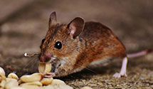 24 Hour & Emergency Exterminators in Ogontz Campus, PA